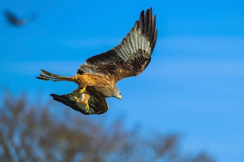 Red Kite, Milvus milvus, bird in flight