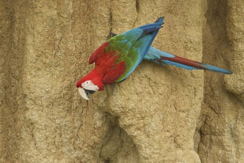 Red-and-green Macaw (Ara chloropterus), Manu National Park, Peru