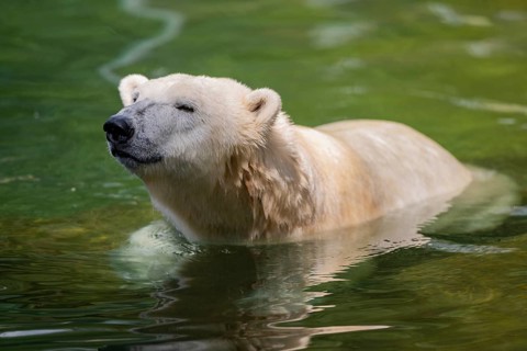 Polar bear (Ursus maritimus) swimming in the water, captive, Germany