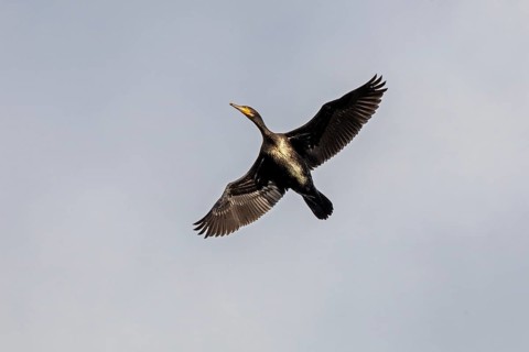 Flying cormorant, Geltinger Birk, Schleswig-Holstein, Germany