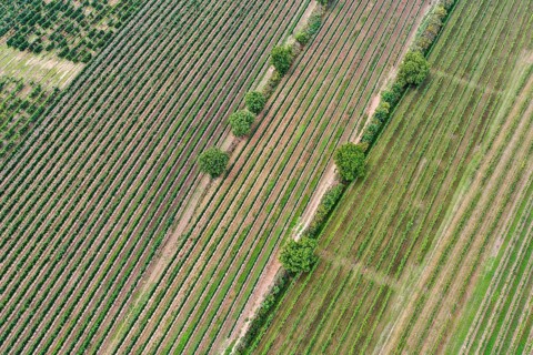 Aerial view, landscape with vineyard, Weinviertel, Hadres, Lower Austria, Austria