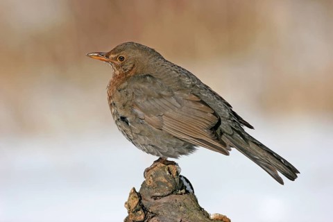 Blackbird (Turdus merula), one, individual, biotope, habitat, perch, garden, Neuhofen,