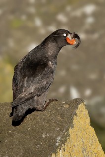 Crested Auklet (Aethia cristatella), Alaska, USA