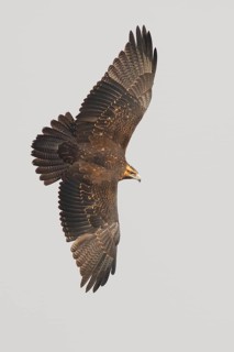 Black-chested Buzzard-Eagle (Geranoaetus melanoleucus) juvenile flying, Santiago Metropolitan,