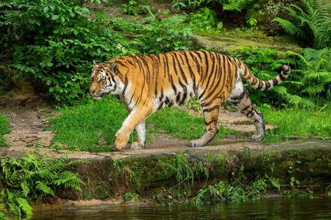 Siberian tiger or Amur tiger (Panthera tigris altaica) walking on the ground, Bavaria, Germany