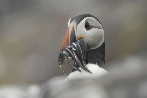 Atlantic Puffin (Fratercula arctica), Scotland, United Kingdom