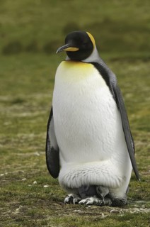 King Penguin (Aptenodytes patagonicus), Falkland Islands