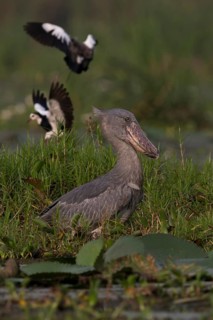 Shoebill (Balaeniceps rex) foraging, Lake Albert, Uganda