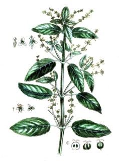 Mercurialis annua, Annual mercury, digital reproduction of a historical original, between 1790 and
