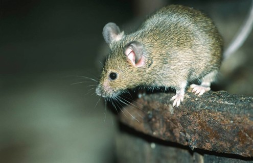 House mouse (Mus musculus) sitting on an old barrel with a rusty iron ring, North Rhine-Westphalia,