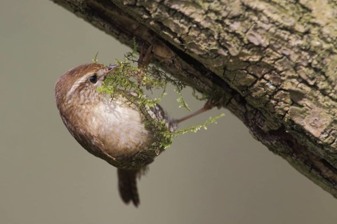 Eurasian Wren (Troglodytes troglodytes), North Rhine-Westphalia, Germany