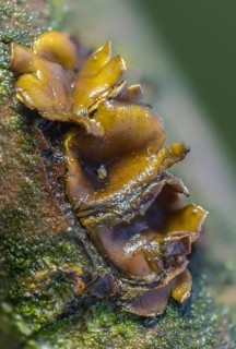 Mug, encoelia furfuracea, common hazel mug, hazel bran mug, bran mug, bray tuft cup, bray hazel