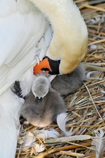 Mute swan (Cygnus olor), female with two chicks sitting on nest, Cham, Lake Zug, Canton Zug,