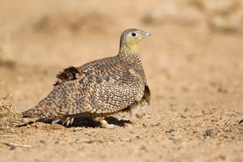 Crowned Sandgrouse (Pterocles coronatus) female, Morocco