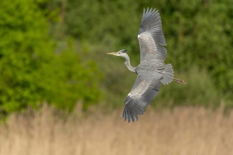 Grey heron (Ardea cinerea) in flight. Lower Rhine, Alsace, France