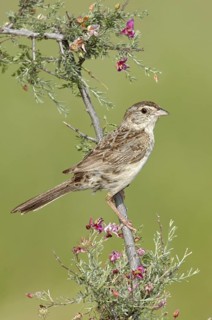 Cassin's Sparrow (Peucaea cassinii), Texas, USA