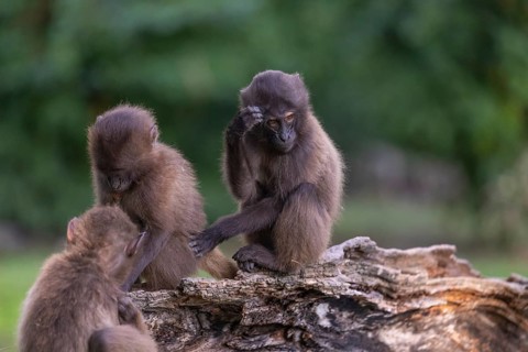 Three baby Gelada (Theropithecus gelada), or bleeding-heart monkey playing on a log. A green forest