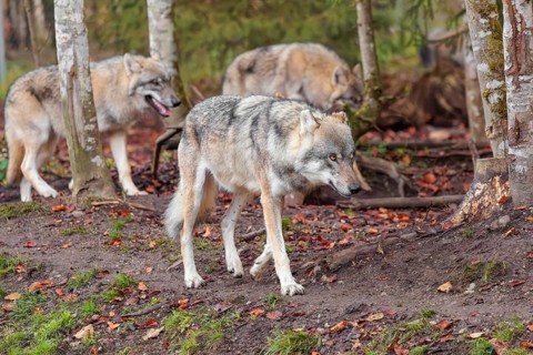 A pack of grey wolves (Canis lupus lupus) run along the edge of a forest on an overcast day