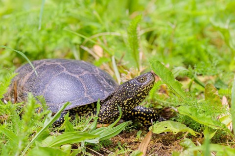 A European pond turtle (Emys orbicularis), makes its way through the green meadow next to the pond