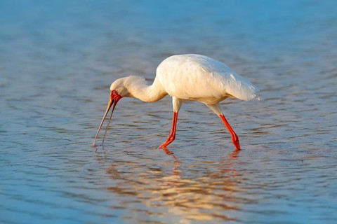 African spoonbill, Platalea alba, ibis from Okavango delta, Moremi, Botswana in Africa. Bird