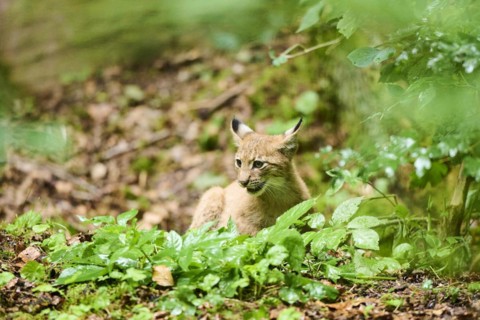 Eurasian lynx (Lynx lynx) youngster sitting in a forest, Bavaria, Germany