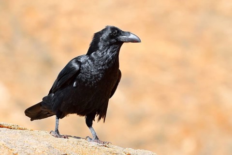 A common raven (Corvus corax tingitanus) perched on a rock, Fuerteventura, Canary Islands, Spain