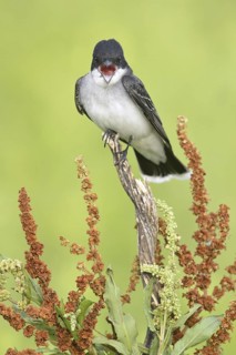 Eastern Kingbird (Tyrannus tyrannus) singing, Texas, USA