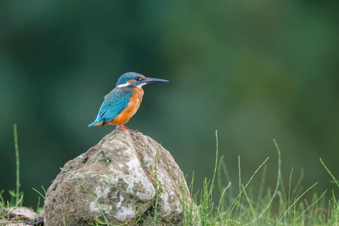 Common Kingfisher (Alcedo atthis) male perched on a stone, North Rhine-Westphalia, Germany