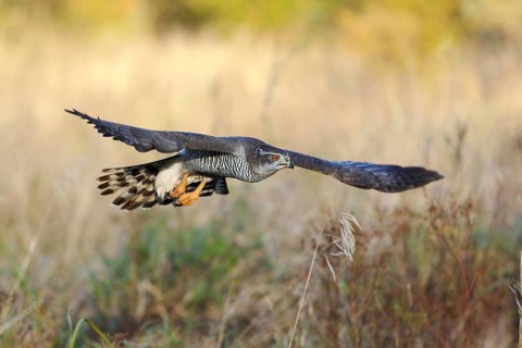 Habicht, lat. Accipiter gentilis, im niedrigen Flug über einer Wiese im Abendlicht