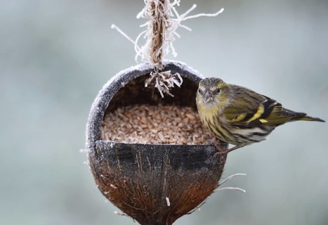 Siskin, (Spinus spinus) eats sunflower seeds from a coconut