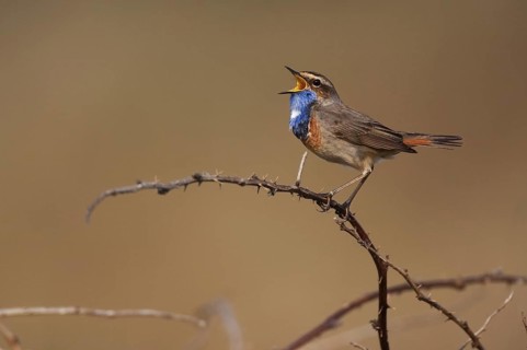 Bluethroat (Luscinia svecica cyanecula) male singing, Texel, Netherlands