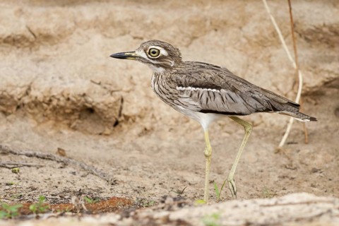 Water Thick-knee (Burhinus vermiculatus), Okavango-Delta, Botswana