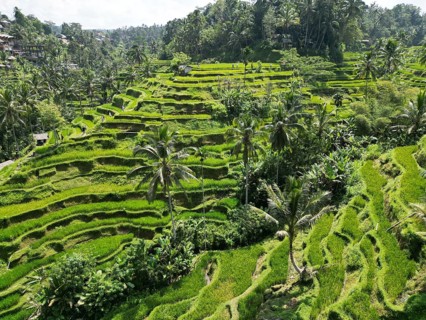 Default, lush rice terraces with palm trees and tropical vegetation, a peaceful natural paradise,