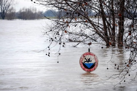 Duisburg, North Rhine-Westphalia, Germany - High water on the Rhine, trees are under water on the