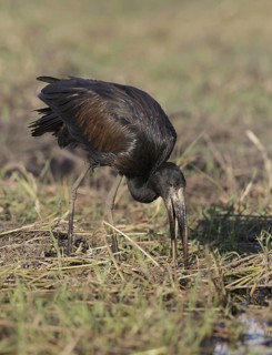 African Openbill (Anastomus lamelligerus) foraging, Chobe, Botswana