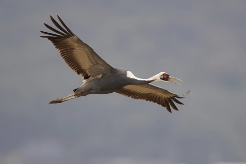 White-naped Crane (Antigone vipio) flying, Arasaki, Japan