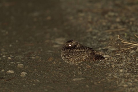 Common Poorwill (Phalaenoptilus nuttallii), British Columbia, Canada