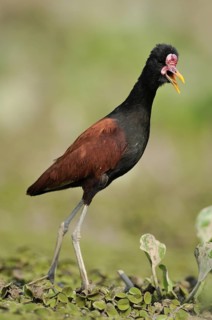 Wattled Jacana (Jacana jacana), Pantanal, Brazil