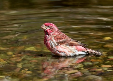 A male Purple Finch (Haemorhous purpureus), bathes in a backyard pond in Saskatoon, Saskatchewan