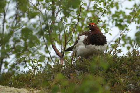 Willow ptarmigan (Lagopus lagopus) securing cock, Lofoten, Norway, Scandinavia