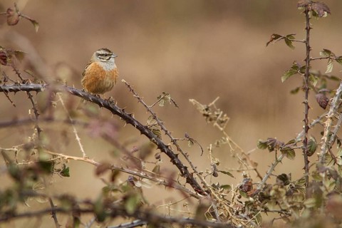 Rock Bunting (Emberiza cia), perched on a wild blackberry, Galicia, Spain