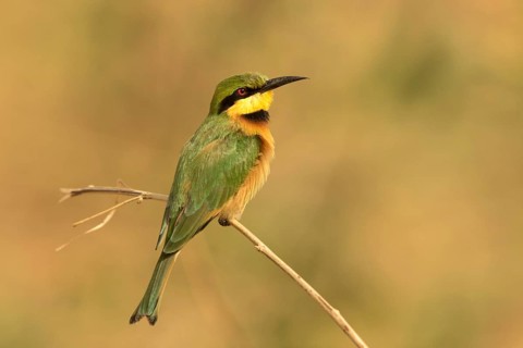 Little Bee-eater (Merops pusillus), Gambia