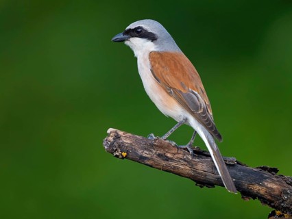 Red-backed shrike, red-backed shrike, thorn-backed shrike, family of shrikes, (Lanius collurio),