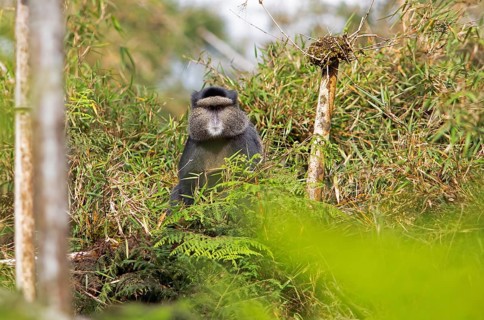 Golden monkey (Cercopithecus mitis kandti) in the bamboo forest, Virunga Volcanic Mountains, Parc