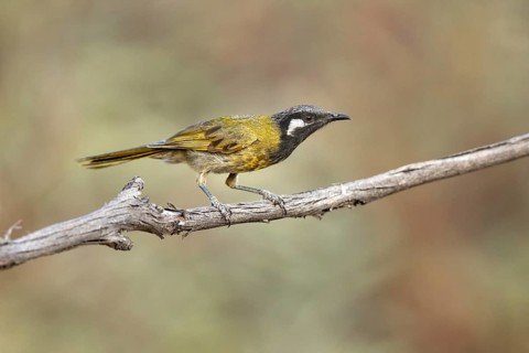 White-eared Honeyeater (Nesoptilotis leucotis) perched on a branch, Victoria, Australia