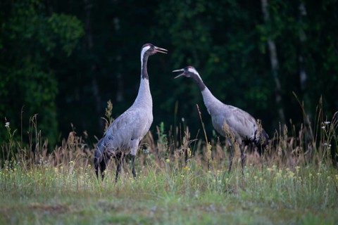 European crane (Grus grus), cranes, pair in forest clearing, Podlaskie Voivodeship, Poland
