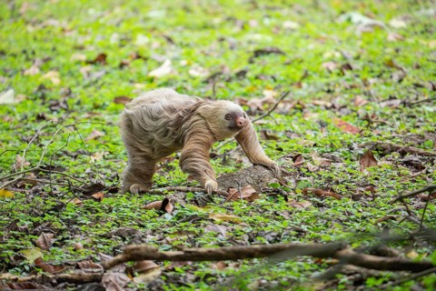 Two toed sloth (Choloepus didactylus) rarely walking and crawling on the ground, heading to a tree.