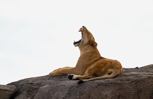 Lioness (Panthera leo) lying on a rock, yawning, on a kopje, Serengeti National Park, Tanzania