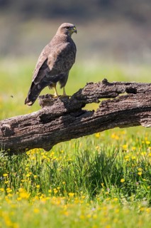 Common Buzzard (Buteo buteo) perched on an old tree trunk, Andalusia, Spain