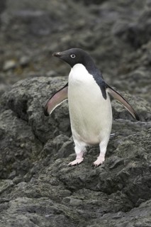 Adelie Penguin (Pygoscelis adeliae), Antarctica